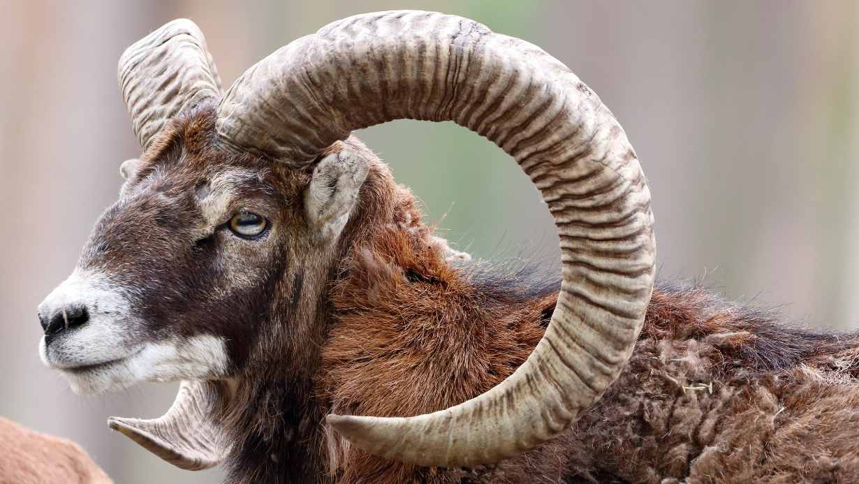 lucky-wallpaper-for-aries